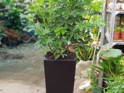 Nên thuê cây văn phòng uy tín tại đơn vị nào là tốt nhất?