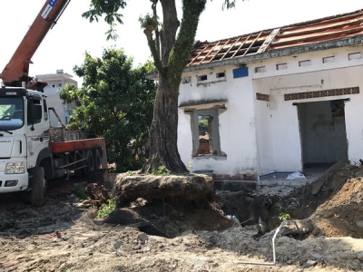 Thuê dịch vụ cắt bứng di dời cây xanh tại địa chỉ nào đáng tin cậy nhất?