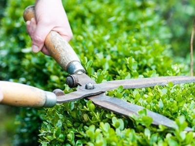 Lý giải vì sao phải cắt tỉa cây cảnh định kỳ