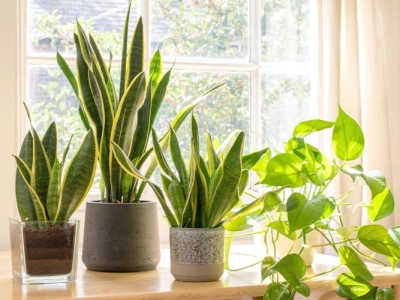 Top cây trồng trong nhà giúp thanh lọc không khí hiệu quả nhất