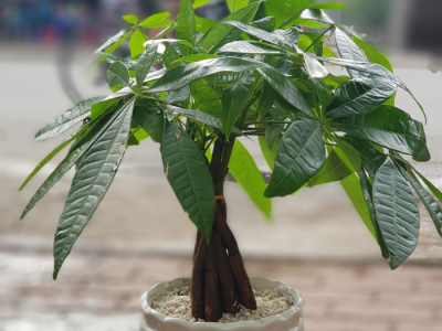 Top đơn vị trang trí cây xanh quán cafe đẹp mắt chuyên nghiệp