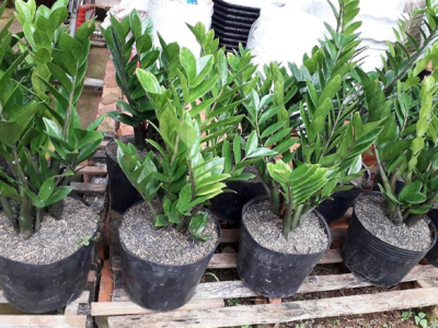 Khám phá cơ sở uy tín nhận trang trí cây xanh trong nhà