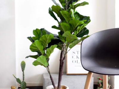 Lưu lại ngay địa chỉ nhận trang trí cây xanh trong quán cafe