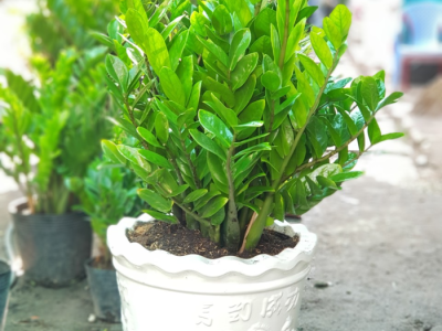 Tại Sao Cây Xanh Lại Quan Trọng Đối Với Quán Cà Phê