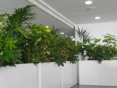 Bảng Giá Các Loại Cây Trang Trí Quán Cà Phê