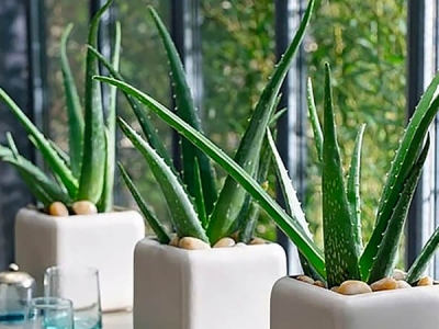 Gợi ý chi tiết các loại cây ban công nhà phố nên trồng, chịu nắng tốt và hợp phong thủy