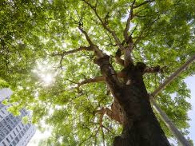 Tầm quan trọng của cây xanh trong việc bảo vệ môi trường và sức khỏe