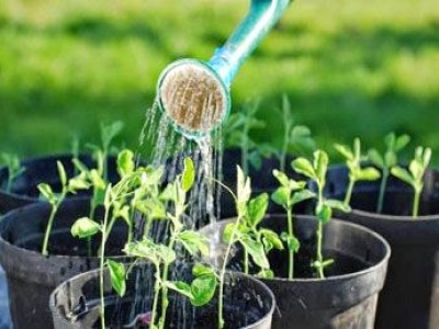 Bật mí cách chăm sóc cây xanh giúp sân vườn luôn tươi mới