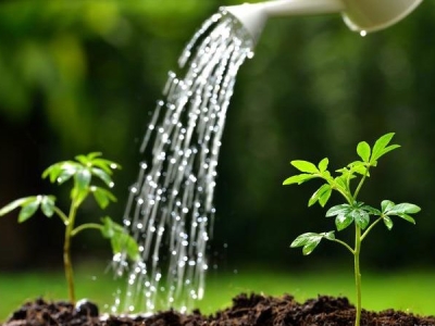 Mách bạn bí kíp chăm sóc cây cảnh cho sân vườn tươi xanh và thoáng mát