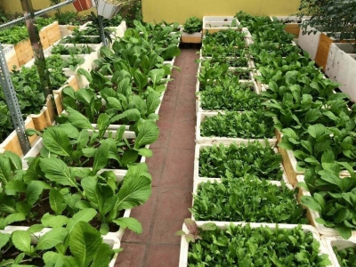 Vườn Rau Sạch – Nguồn Rau Xanh Ngay Tại Nhà