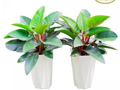 Bí quyết để có chậu cây cảnh phong thủy đẹp