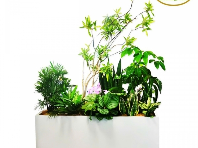 Ưu điểm của việc trồng cây xanh trong nhà