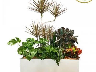 Cây phong thủy là gì? Ý nghĩa của cây phong thủy như thế nào?