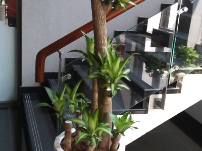 ĐẶT CÂY XANH TRONG VĂN PHÒNG - TRONG NHÀ VÀ NHỮNG LỢI ÍCH KHÔNG THỂ NGỜ