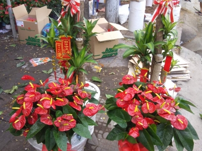 DỊCH VỤ ĐIỆN HOA CÂY XANH CHÚC MỪNG