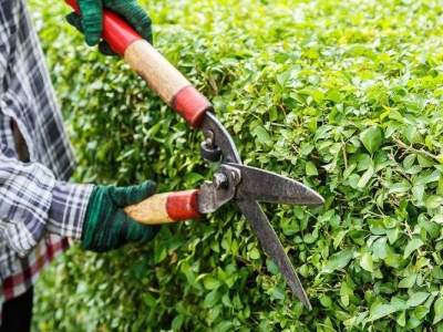 Quy trình dịch vụ chăm sóc cây xanh