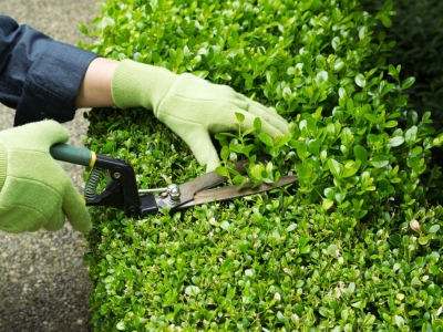 Tại sao dịch vụ chăm sóc cây xanh được ưa chuộng?