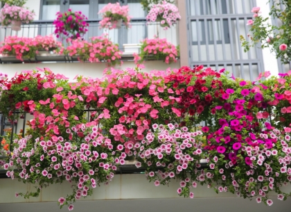 Chọn Cây Trồng Ban Công Đẹp: Cẩm Nang Kiến Tạo Không Gian Thư Giãn