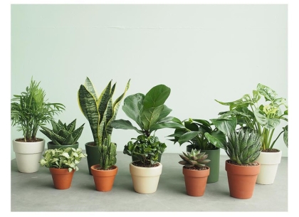 Cây xanh chịu điều kiện thiếu sáng: Trồng dễ, sống khỏe