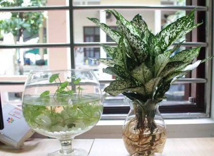 Cây Thủy Sinh Trang Trí Quán Cafe Minh Hân