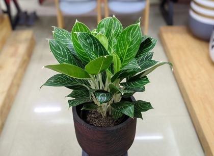 Hướng dẫn chọn và chăm sóc cây xanh trong nhà nhà phố tối ưu không gian và phong thủy