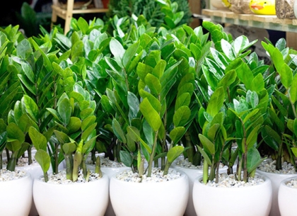 Nên Trồng Cây Gì Khi Mới Xây Nhà? Chọn Cây Hợp Phong Thủy