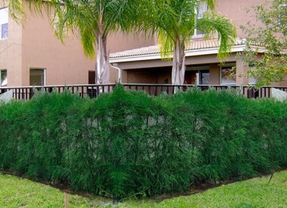 Cây Xanh Làm Hàng Rào Nhẹ: Hướng Dẫn Lựa Chọn Và Chăm Sóc Tối Ưu