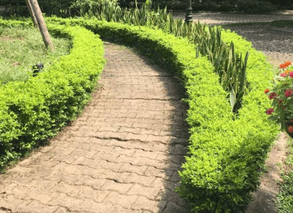 Hướng Dẫn Toàn Diện Về Cây Trồng Viền Sân Vườn: Lựa Chọn, Trồng Và Chăm Sóc