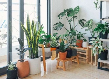 Các Loại Cây Trang Trí Quán Cà Phê Đẹp Mắt