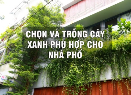 Hướng dẫn chi tiết chọn loại cây phù hợp nhà phố: Đẹp, dễ chăm sóc và hợp phong thủy