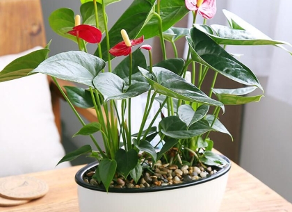 Note Ngay Đơn Vị Cung Cấp Cây Phong Thủy Quán Cafe