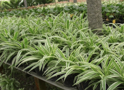 Bí Quyết Thiết Kế Và Chọn Cây Cho Sân Vườn Nhà Phố Mới Xây Chuẩn Năm 2025