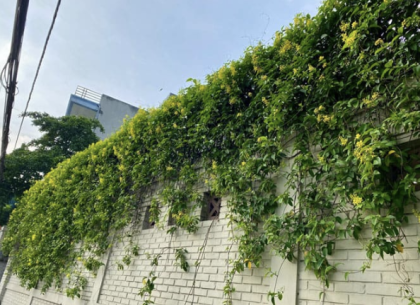 Hướng dẫn chi tiết chọn và chăm sóc cây leo ban công nhà phố chịu nắng gắt