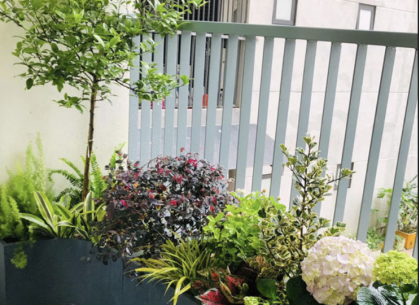 Lựa chọn và bố trí cây trang trí ban công nhà phố tối ưu không gian xanh