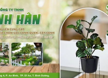 Nơi Bán Cây Cho Quán Cafe Uy Tín Tại TP.HCM
