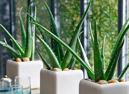 Gợi ý chi tiết các loại cây ban công nhà phố nên trồng, chịu nắng tốt và hợp phong thủy