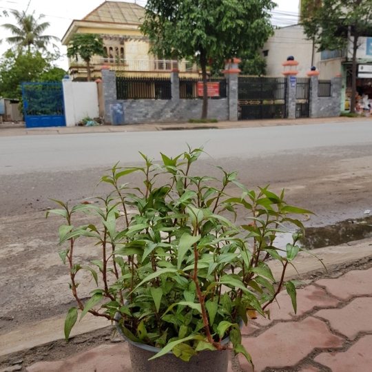 CÂY RAU RÂM