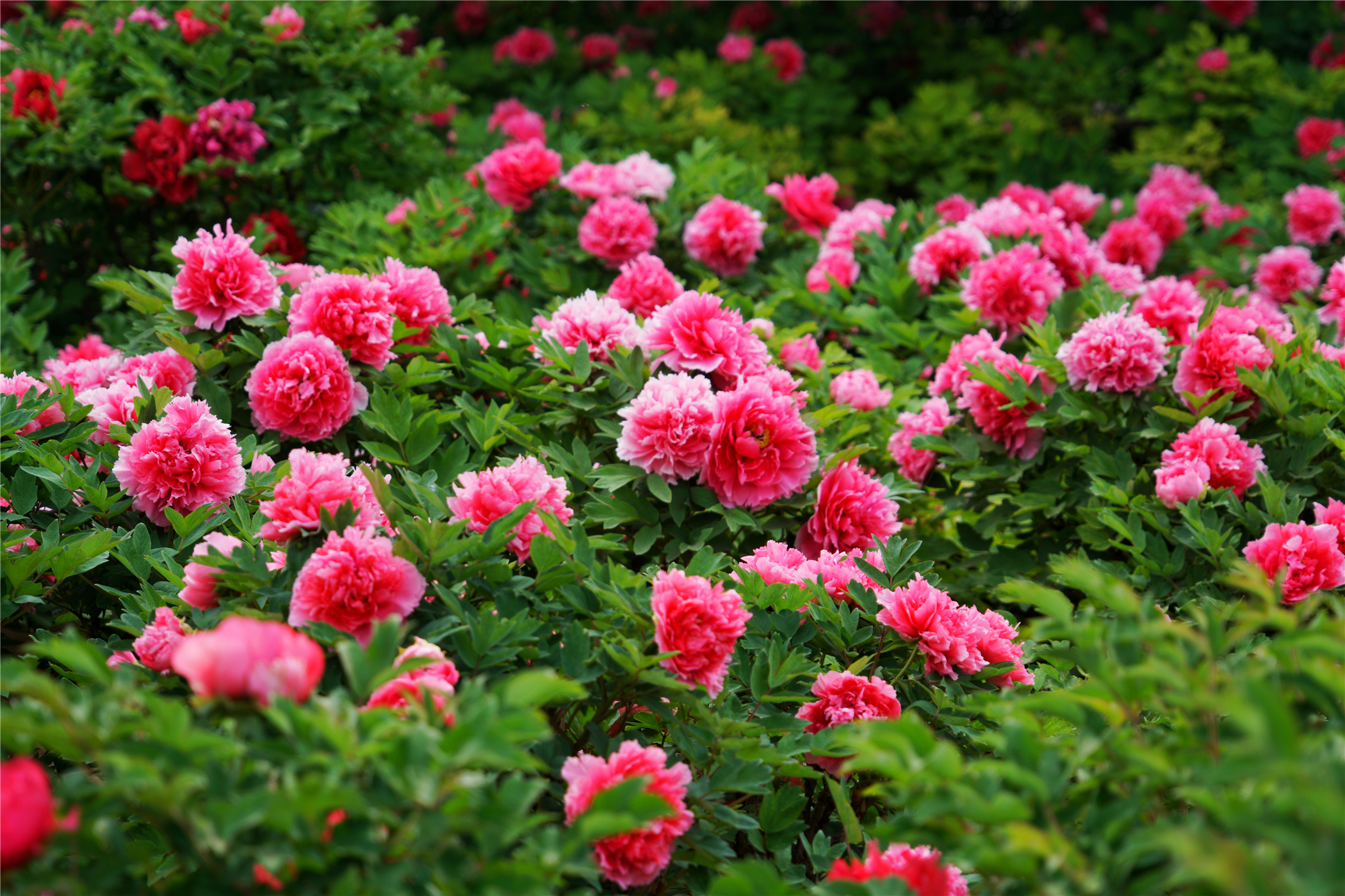 Bật mí những cách chăm sóc vườn hoa cực hay mà bạn chưa từng biết!