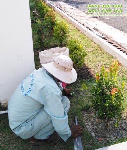 chuyên chăm sóc cây xanh theo yêu cầu