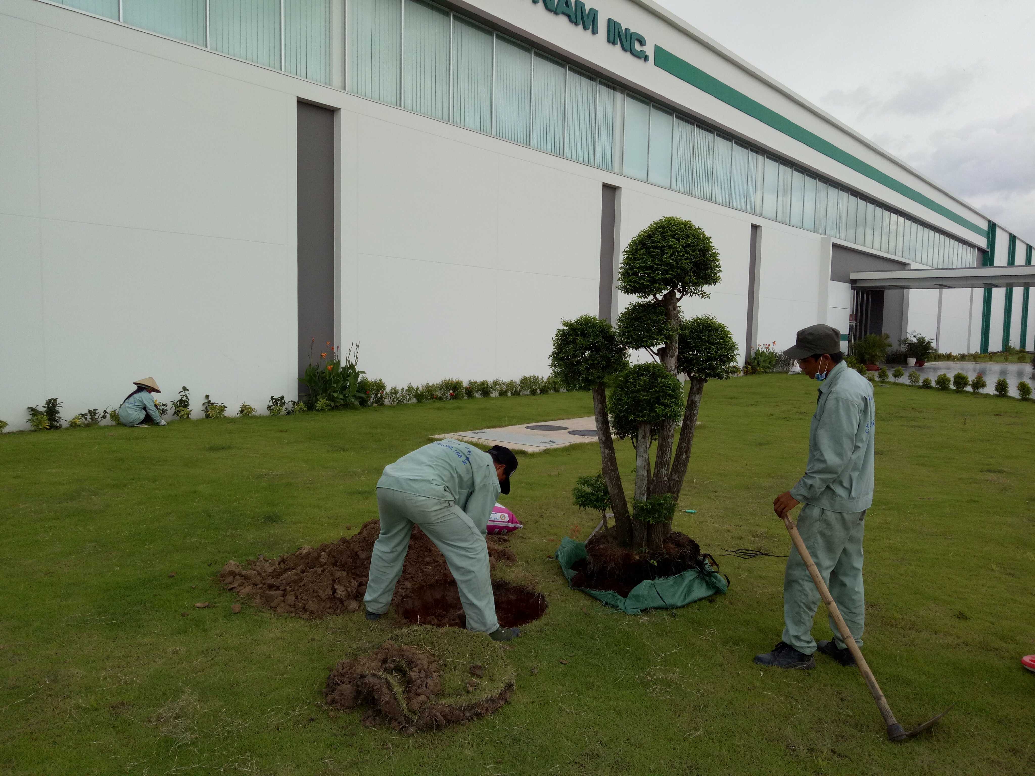 Nơi chuyên chăm sóc cây xanh chất lượng