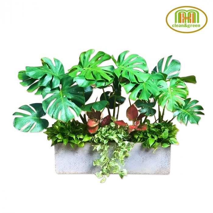 Kể tên các loại cây cảnh trong nhà - Cây trồng trong nhà tốt nhất