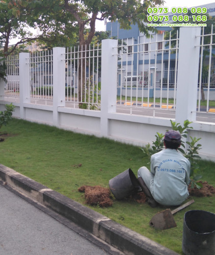 Chăm sóc cây cảnh tại nhà trọn gói