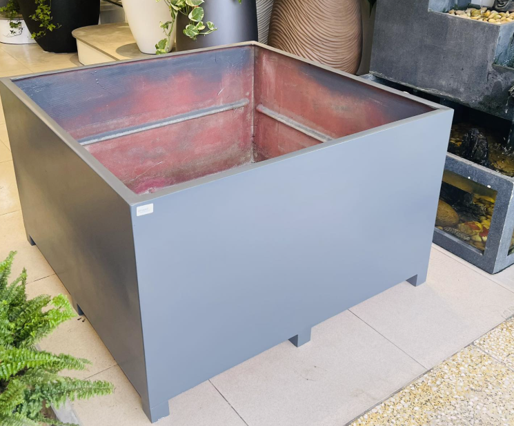 chau-nhua-trong-cay-co-lon-3