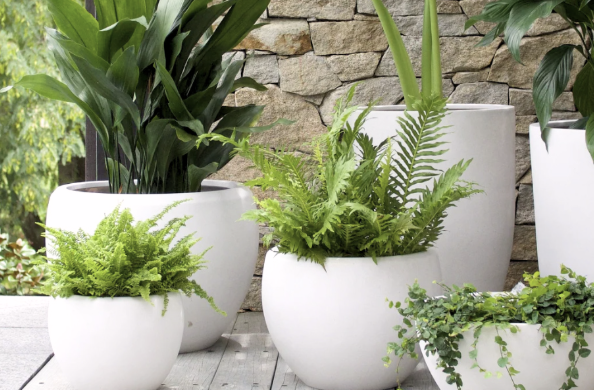 mua-chau-trong-cay-o-dau-2