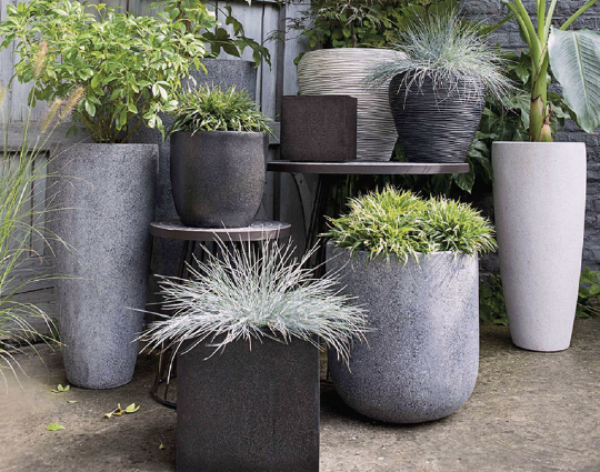 mua-chau-trong-cay-o-dau-3