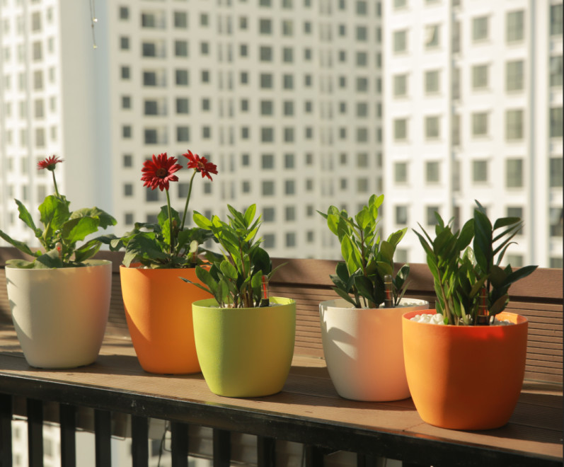 mua-chau-trong-cay-o-dau-1