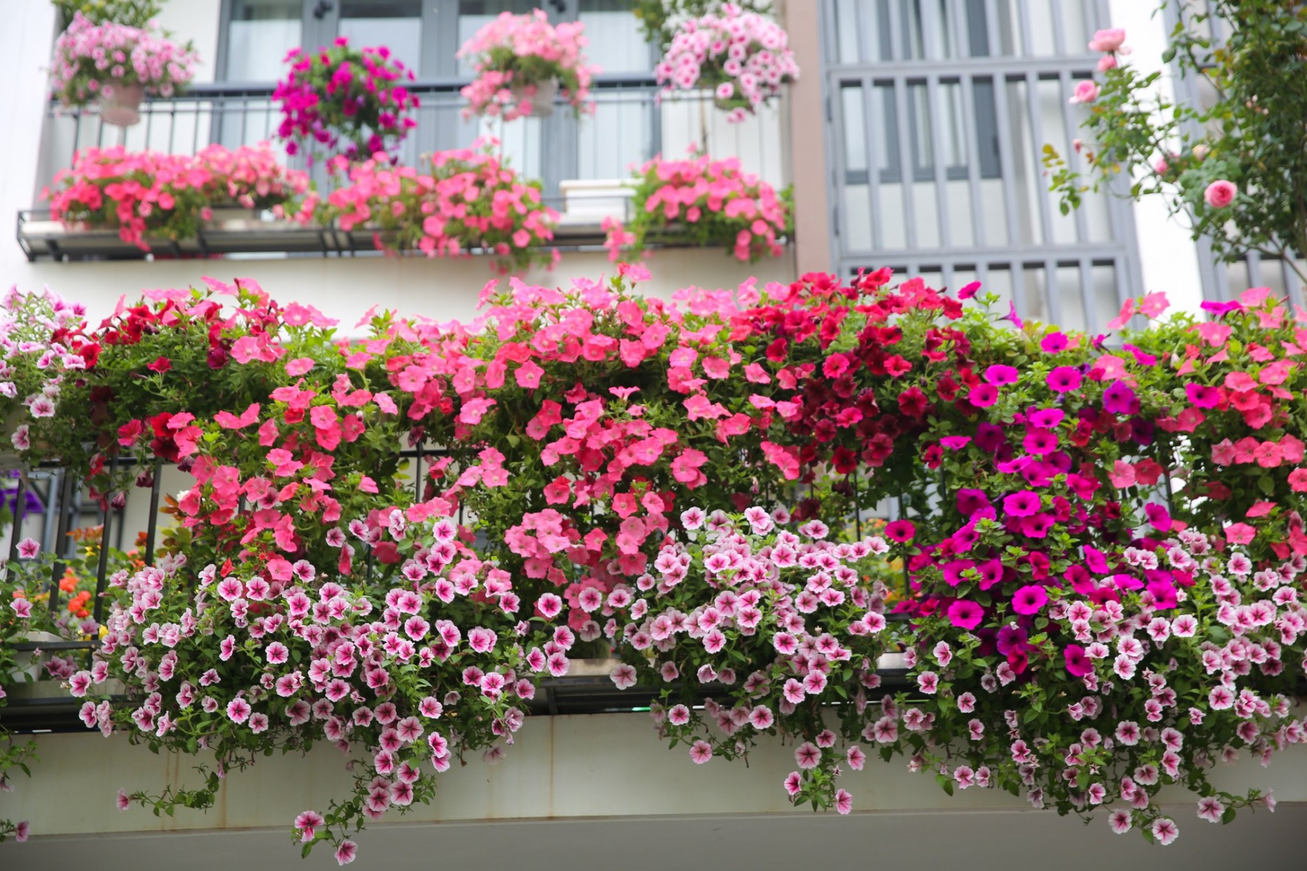 cay-trong-ban-cong-dep-1