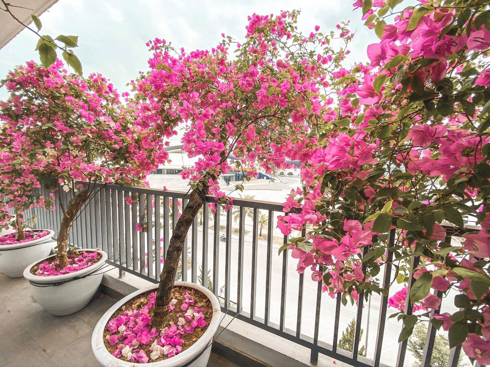 cay-xanh-cho-nha-moi-tai-tphcm-1