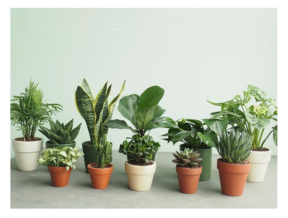 cay-xanh-chiu-dieu-kien-thieu-sang-2