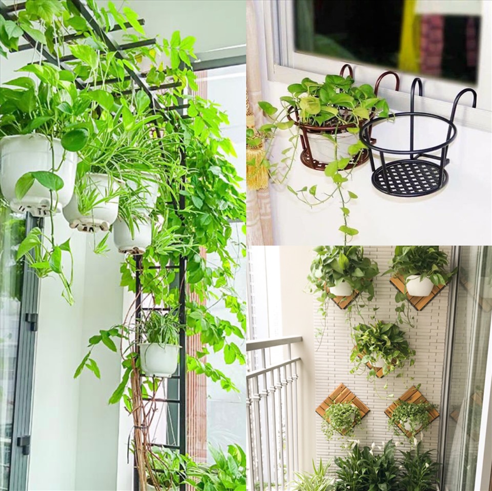 cay-nho-de-ban-cong-nha-pho-1